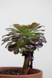 Tiny tree
