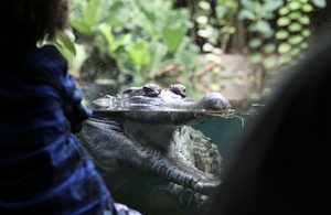 Crocodile teeth
