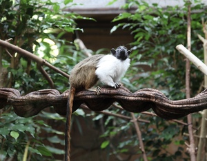 Monkey