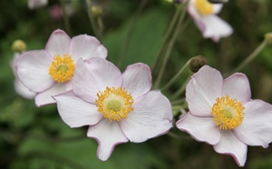 Pink flowers