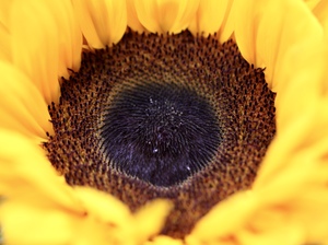 Inside a sunflower