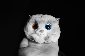 Cat on hand