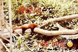 Red panda napping