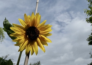 Tall sunflower