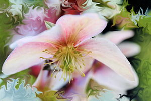 Pink flower liquify