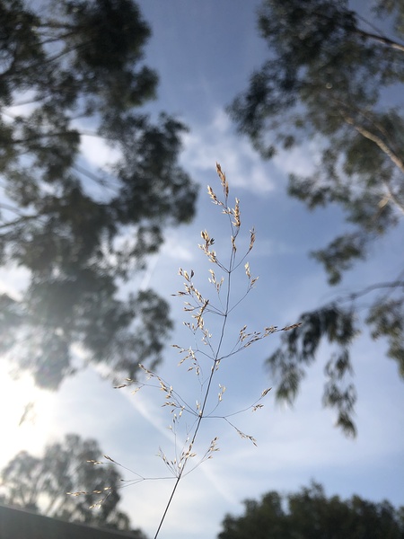 Sunny sky Print