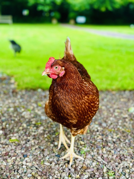 Hen portrait Print