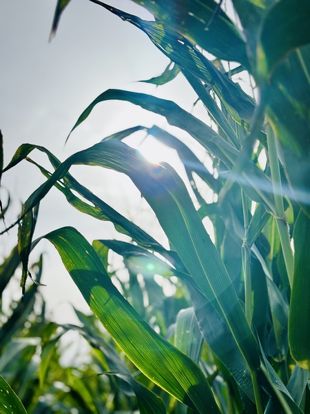 Sweetcorn plants by Star 14
