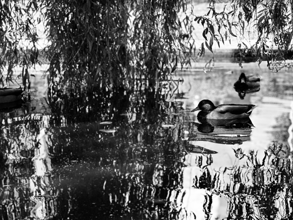 Duck reflections Print