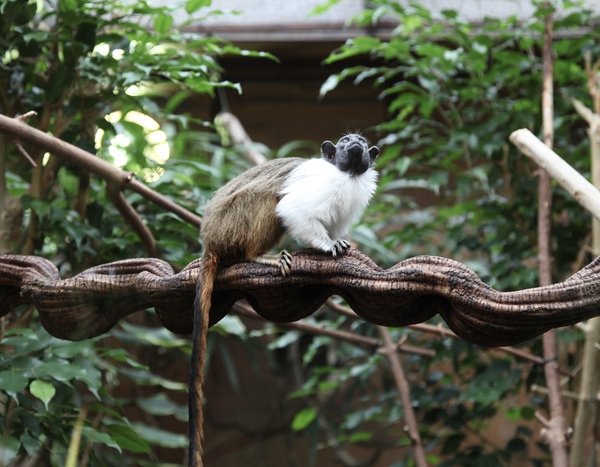 Monkey Print