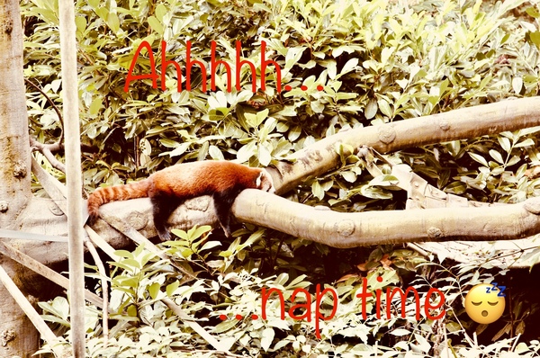 Red panda napping Print