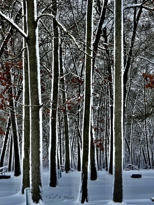 Trees Outlined with Snow 
