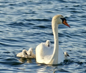Swan Family ~ front view one cygnet on back