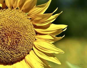 Sunflower ~ closeup