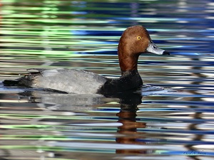 Redhead Duck with Kayak Reflections on Gun Lake