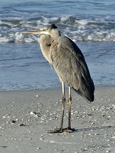 Great Blue Heron on Anna Maria Island beach