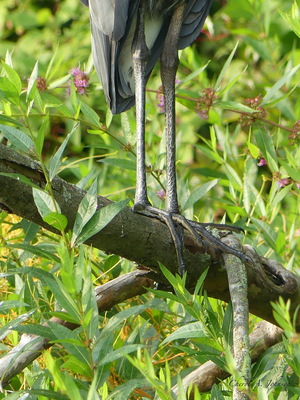 Great Blue Heron ~ close up of legs