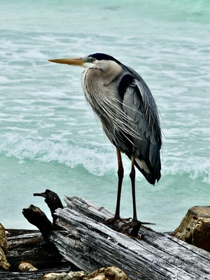 Great Blue Heron ~ side view on jetty Anna Maria Island