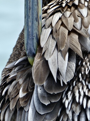 Brown Pelican ~ closeup of feathers and beak Anna Maria Island