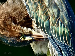 Green Heron ~ close up of grooming