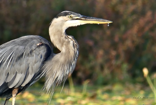 Great Blue Heron ~ closeup with drop of water by Cheryl A Johnson