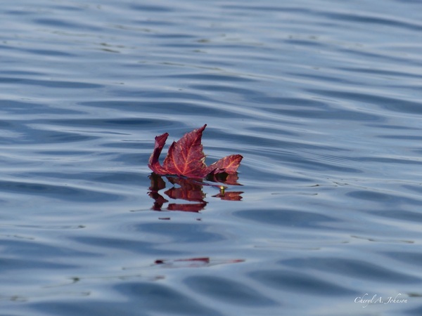 Leaf ~ maple leaf with z type reflection in blue water by Cheryl A Johnson