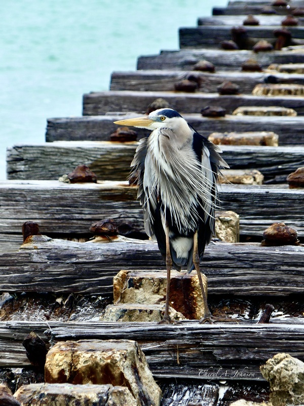 Great Blue Heron on Jetty Anna Maria Island by Cheryl A Johnson