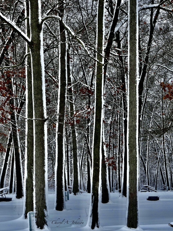 Trees Outlined with Snow  by Cheryl A Johnson