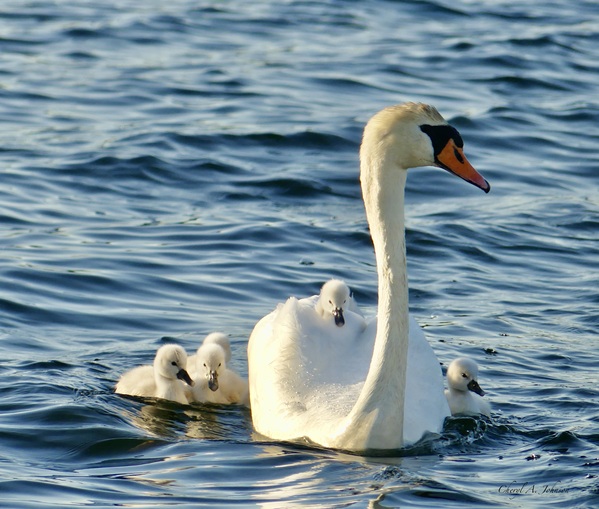 Swan Family ~ front view one cygnet on back by Cheryl A Johnson
