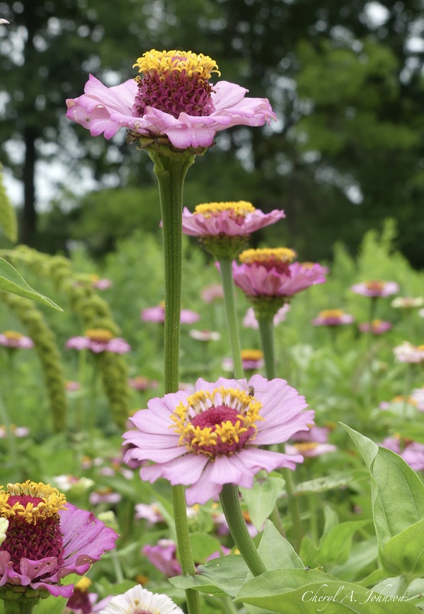Zinnia ~ Dow Gardens by Cheryl A Johnson