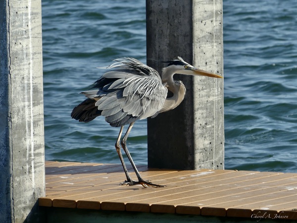 Great Blue Heron ~ on Anna Maria Island dock by Cheryl A Johnson