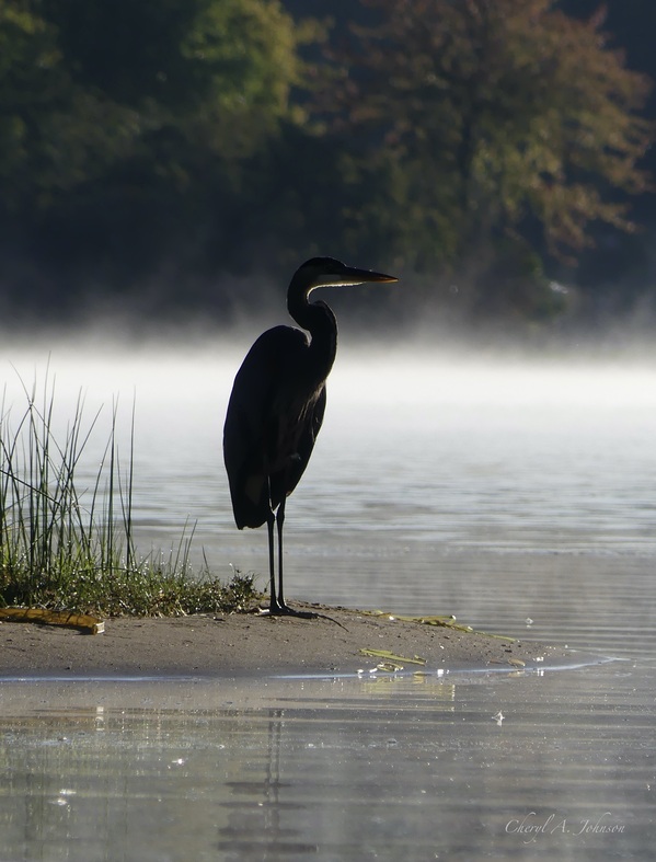 Great Blue Heron ~ Misty Morning Contemplation