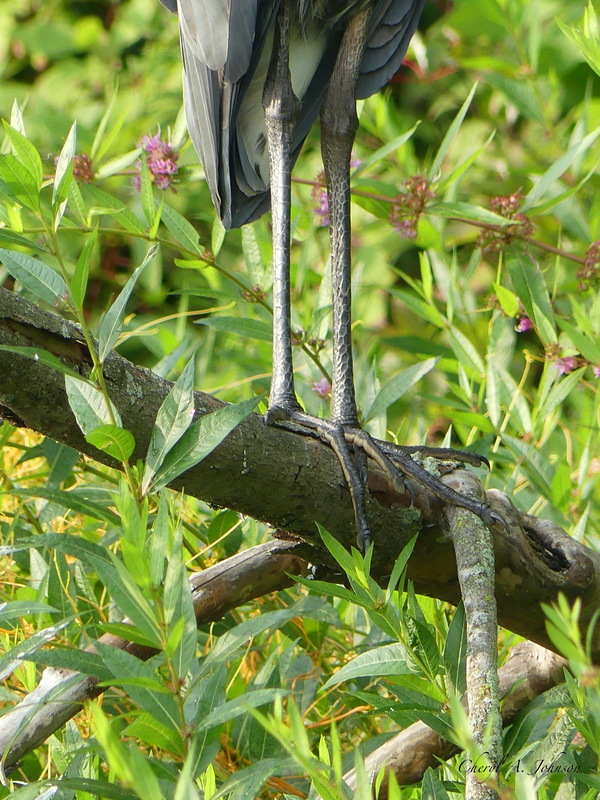 Great Blue Heron ~ close up of legs by Cheryl A Johnson