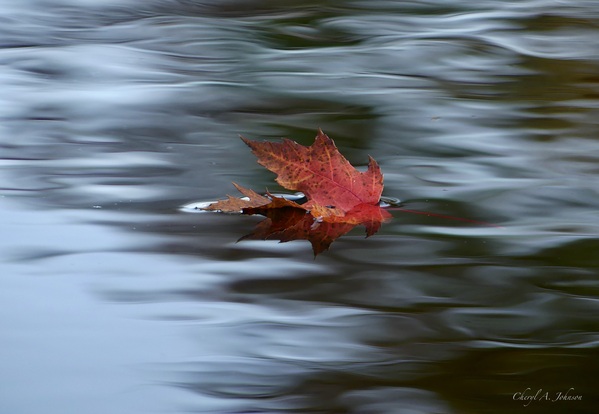 Fall Maple Leaf ~ dark water by Cheryl A Johnson