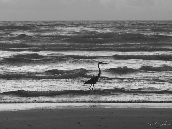 Great Blue Heron Wading for Breakfast ~ black and white North Padre Island by Cheryl A Johnson