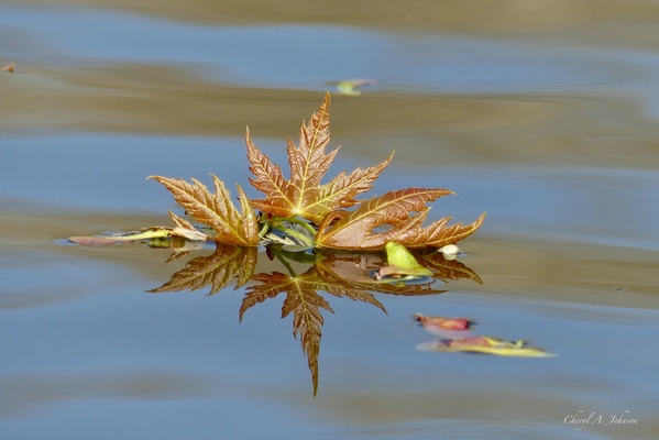 Japanese Maple Leaf ~ reflection by Cheryl A Johnson