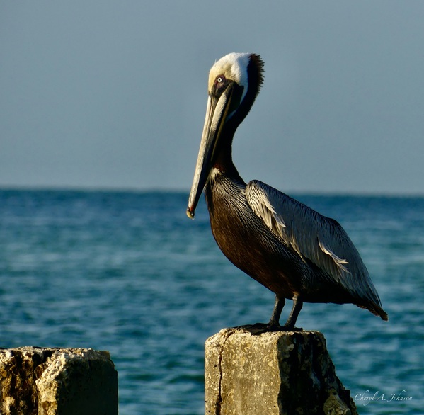 Pelican ~ on cement pylon Anna Maria Island by Cheryl A Johnson