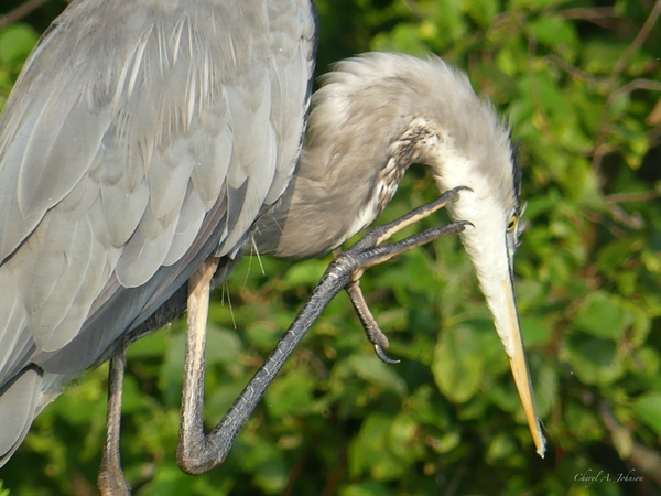 Great Blue Heron ~ scratching neck by Cheryl A Johnson