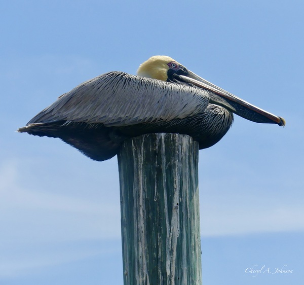 Pelican ~ resting on pylon Anna Maria Island by Cheryl A Johnson