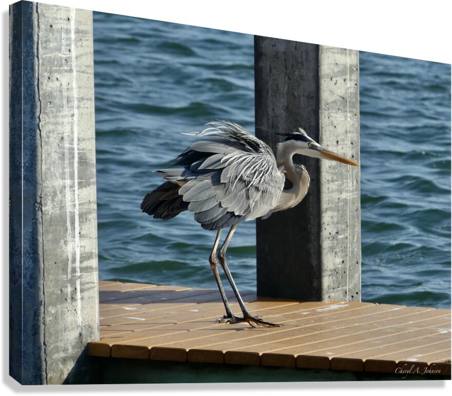 Great Blue Heron ~ on Anna Maria Island dock Canvas Print