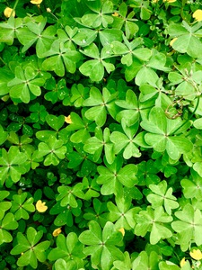 Clover Patch