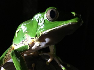 Giant Monkey Frog no.2