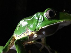 Giant Monkey Frog no.1