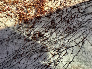 Vines