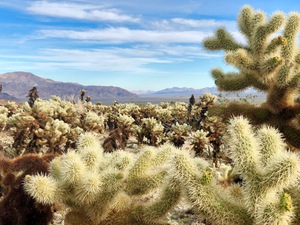 Joshua Tree Cacti