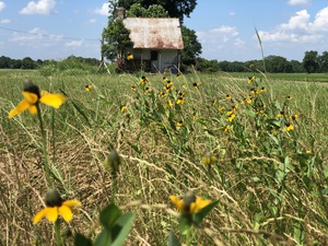 Homestead