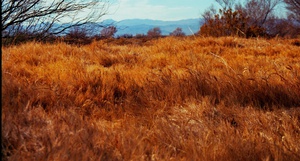 arid5