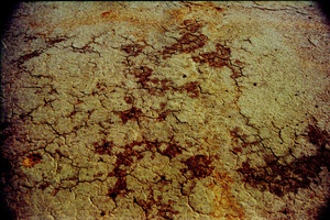 arid6