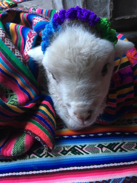 Lamb in Blanket Print