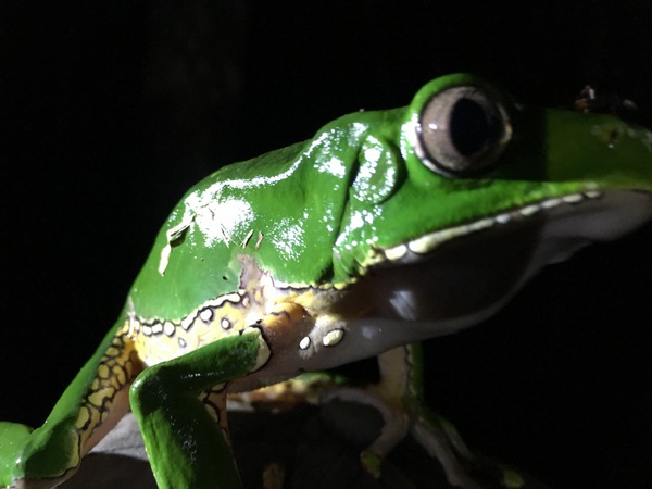 Giant Monkey Frog no.1 Print